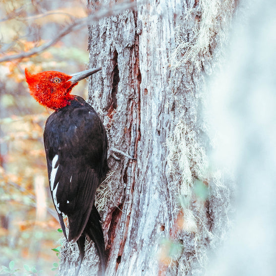 W Autoguiado en Torres del Paine