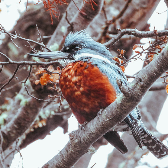 Diseña el viaje de tu vida en Patagonia