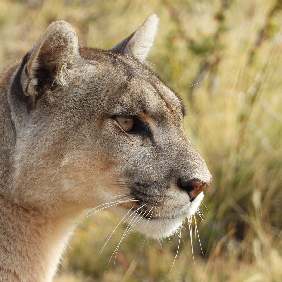Puma Foto Safari